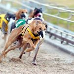 Greyhound – Panduan pemula untuk bertaruh pada balapan